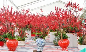 Luxury Winterberry Branches Become Tet 2025 Decor Trend - image 1