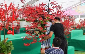 Luxury Winterberry Branches Become Tet 2025 Decor Trend - image 6