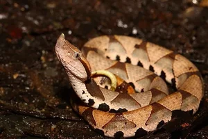 Majestic Encounter with Rare 'God Snake' Leaves Experts in Awe - image 6