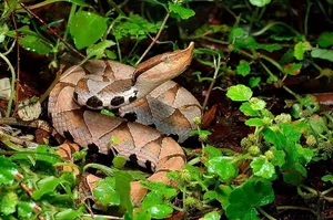 Majestic Encounter with Rare 'God Snake' Leaves Experts in Awe - image 7