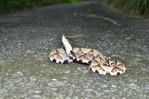 Majestic Encounter with Rare 'God Snake' Leaves Experts in Awe - image 5