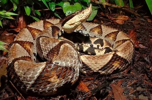 Majestic Encounter with Rare 'God Snake' Leaves Experts in Awe - image 2