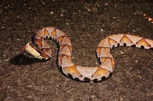 Majestic Encounter with Rare 'God Snake' Leaves Experts in Awe - image 0