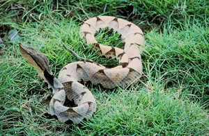 Majestic Encounter with Rare 'God Snake' Leaves Experts in Awe - image 1