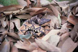 Majestic Encounter with Rare 'God Snake' Leaves Experts in Awe - image 4