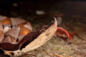 Majestic Encounter with Rare 'God Snake' Leaves Experts in Awe - image 3