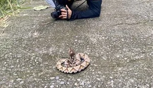 Majestic Encounter with Rare 'God Snake' Leaves Experts in Awe - image 8