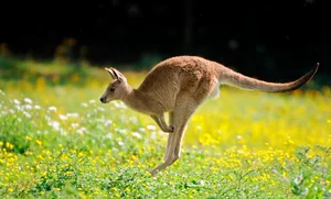 The Science of Hopping: Exploring the Incredible World of Kangaroos - image 2