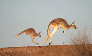 The Science of Hopping: Exploring the Incredible World of Kangaroos - image 7