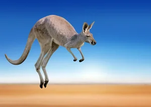 The Science of Hopping: Exploring the Incredible World of Kangaroos - image 6