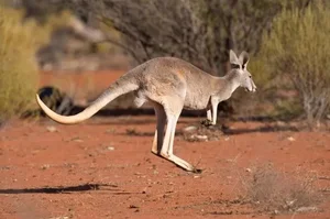 The Science of Hopping: Exploring the Incredible World of Kangaroos - image 4