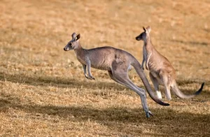 The Science of Hopping: Exploring the Incredible World of Kangaroos - image 5