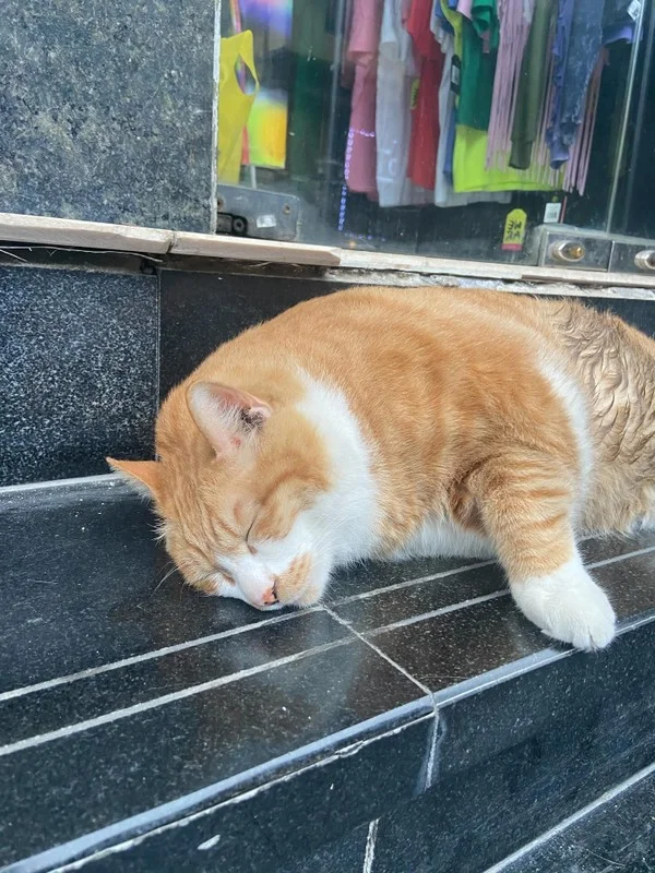 Meet the Famous 12kg Ginger Cat Dubbed the Grocery Store Boss