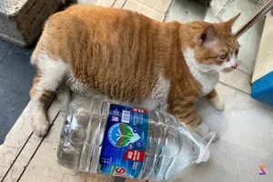 Meet the Famous 12kg Ginger Cat Dubbed the Grocery Store Boss - image 3