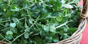 Discover the 'Best Vegetable in the World' Found Abundantly in Vietnamese Markets - image 9