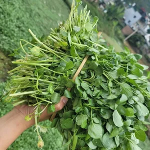 Discover the 'Best Vegetable in the World' Found Abundantly in Vietnamese Markets - image 3