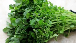 Discover the 'Best Vegetable in the World' Found Abundantly in Vietnamese Markets - image 4