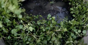 Discover the 'Best Vegetable in the World' Found Abundantly in Vietnamese Markets - image 5