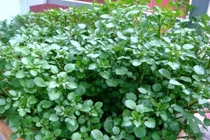 Discover the 'Best Vegetable in the World' Found Abundantly in Vietnamese Markets - image 7
