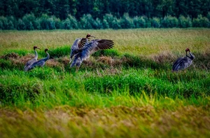 Sarus Cranes Return to Phu My Wetland Reserve: A Conservation Triumph - image 4