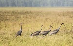 Sarus Cranes Return to Phu My Wetland Reserve: A Conservation Triumph - image 2