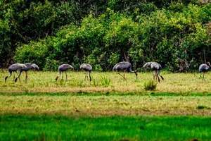 Sarus Cranes Return to Phu My Wetland Reserve: A Conservation Triumph - image 0