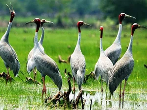 Sarus Cranes Return to Phu My Wetland Reserve: A Conservation Triumph - image 5