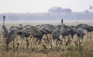Sarus Cranes Return to Phu My Wetland Reserve: A Conservation Triumph - image 3