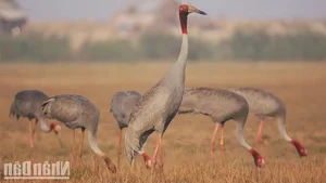 Sarus Cranes Return to Phu My Wetland Reserve: A Conservation Triumph - image 7