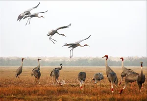Sarus Cranes Return to Phu My Wetland Reserve: A Conservation Triumph - image 6