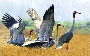 Sarus Cranes Return to Phu My Wetland Reserve: A Conservation Triumph - image 1