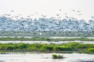 The Great Avian Return: Thousands of Wild Birds Reclaim National Park After 20 Years - image 4