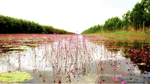 The Great Avian Return: Thousands of Wild Birds Reclaim National Park After 20 Years - image 1