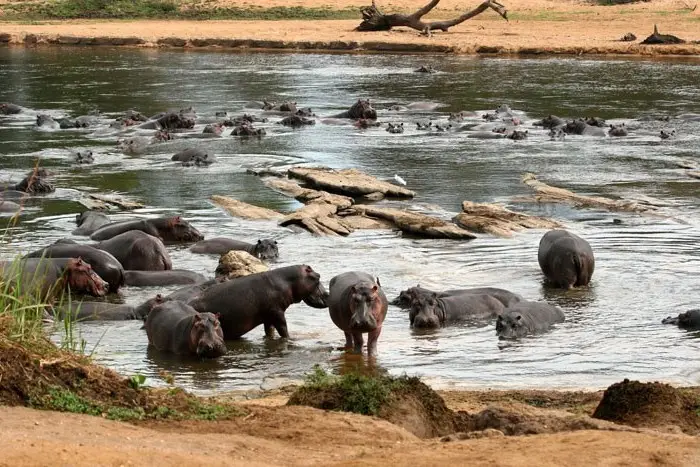 Discover Garamba National Park: Sanctuary of the World's Rarest White Rhinoceros