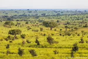 Discover Garamba National Park: Sanctuary of the World's Rarest White Rhinoceros - image 2