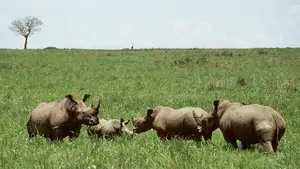 Discover Garamba National Park: Sanctuary of the World's Rarest White Rhinoceros - image 5