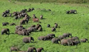 Discover Garamba National Park: Sanctuary of the World's Rarest White Rhinoceros - image 7