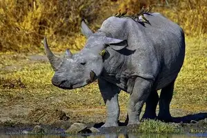 Discover Garamba National Park: Sanctuary of the World's Rarest White Rhinoceros - image 6