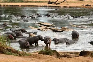 Discover Garamba National Park: Sanctuary of the World's Rarest White Rhinoceros - image 0