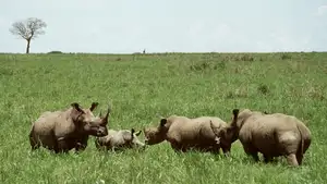 Discover Garamba National Park: Sanctuary of the World's Rarest White Rhinoceros - image 1