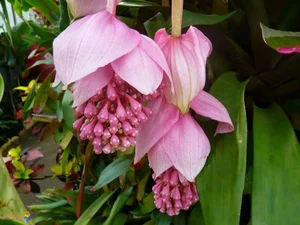 The Haunting Beauty of Devil’s Fingers: The Strange Flower That Mimics Octopus Tentacles - image 7