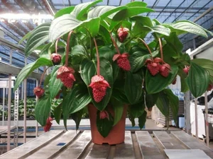 The Haunting Beauty of Devil’s Fingers: The Strange Flower That Mimics Octopus Tentacles - image 3