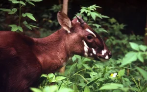 The Surprising Truth About the Rarest and Most Mysterious Mythical Creature in Vietnam - image 7