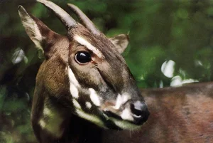 The Surprising Truth About the Rarest and Most Mysterious Mythical Creature in Vietnam - image 3