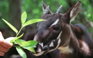 The Surprising Truth About the Rarest and Most Mysterious Mythical Creature in Vietnam - image 5