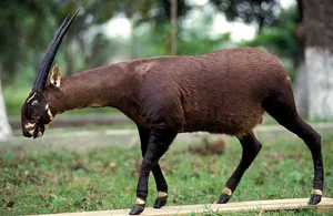 The Surprising Truth About the Rarest and Most Mysterious Mythical Creature in Vietnam - image 6