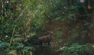 The Surprising Truth About the Rarest and Most Mysterious Mythical Creature in Vietnam - image 2