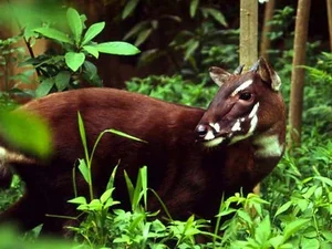The Surprising Truth About the Rarest and Most Mysterious Mythical Creature in Vietnam - image 4