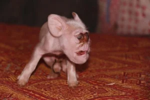 The 'Alien' Baby Goat and Other Bizarre Animals Shocking the World - image 0