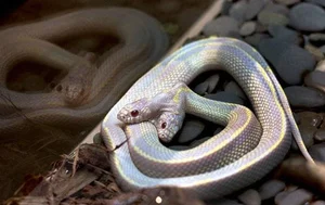 The 'Alien' Baby Goat and Other Bizarre Animals Shocking the World - image 6
